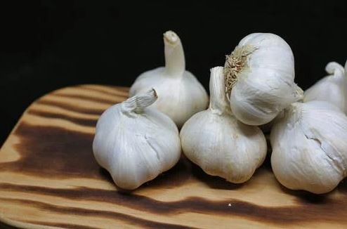 Garlic