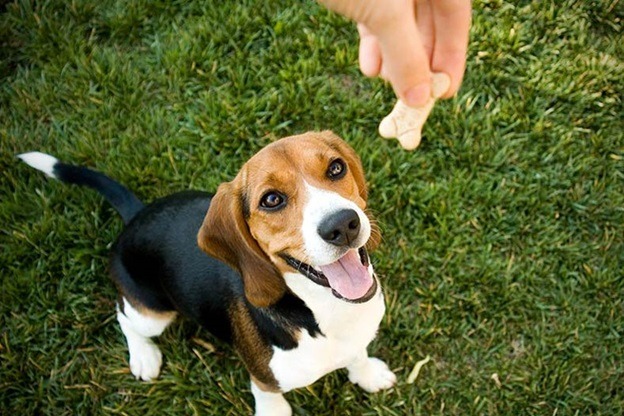 How To Treat Your Dogs With Treats